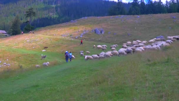 Piatra Craiului Brasov Ülkesi Romanya Transilvanya — Stok video