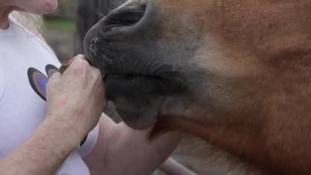 Kvinna Som Matar Islandshäst Sommaren — Stockvideo