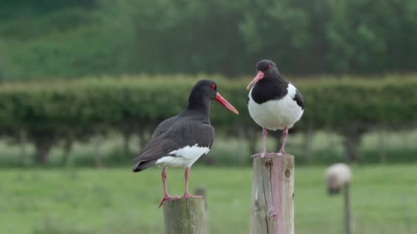 Paar Scholeksters Rustend Hekpalen Met Velden Achtergrond — Stockvideo