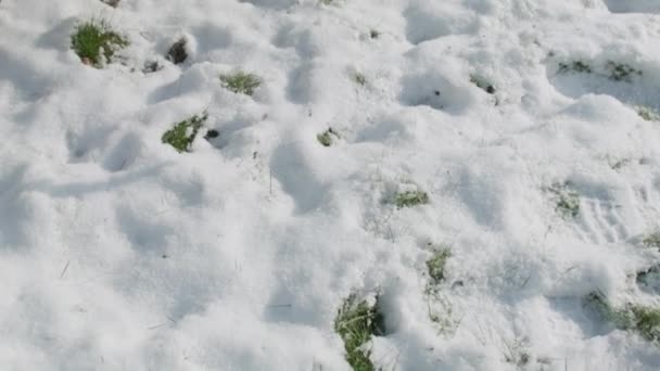 Grama Coberta Com Neve Derretida Primavera Tiro Mão — Vídeo de Stock