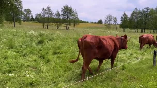 牛の群れの方へ歩いているブラウンミルク国の屋外農場で緑の草を食べる — ストック動画