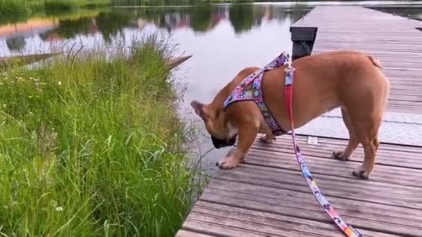 Brun Fransk Bulldogg Doftar Gräs Stående Träpiren Vid Sjön Park — Stockvideo