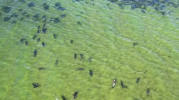 Drone Volando Sobre Cientos Focas Grises Las Aguas Poco Profundas — Vídeo de stock