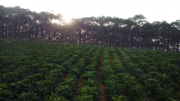 Panning Med Drönare Kaffeplantage Och Tallar Baksidan Vietnam — Stockvideo