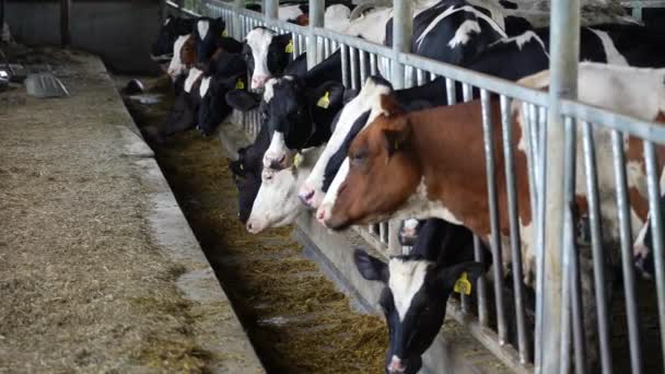 一长串荷尔斯泰因和泽西的母牛正在吃槽里的饲料 乳制品操作主题 — 图库视频影像
