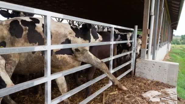 Stor Holstein Fastnat Med Ben Fastnat Metallgrind Inhuman Mejeriverksamhet — Stockvideo