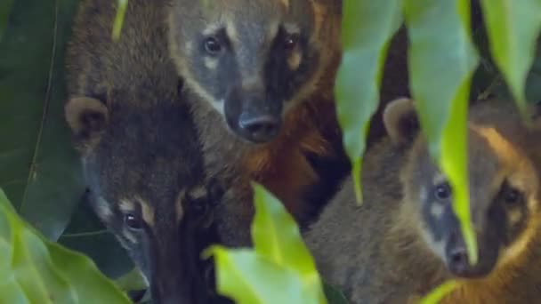 Gang Curious Coati Jungle Trees Amazon Rainforest — Stock Video
