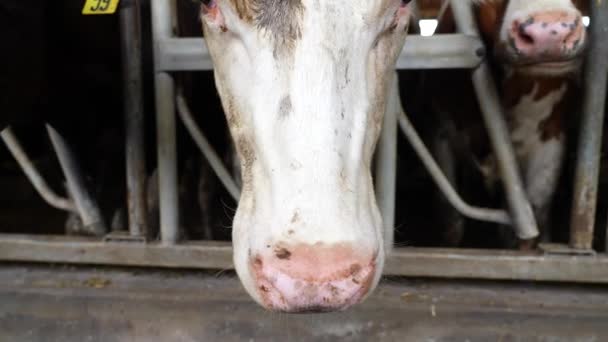 Zblízka Označená Bílá Kráva Nos Výhled Dirty Heffer Packed Stodola — Stock video