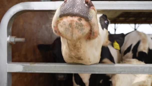 Extremo Acercamiento Holstein Heffer Pegando Cabeza Través Puerta Metal Saca — Vídeo de stock