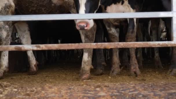 Nízký Záběr Kravích Nohou Pokrytý Hnojem Nehumánního Mlékárenského Provozu Krávy — Stock video