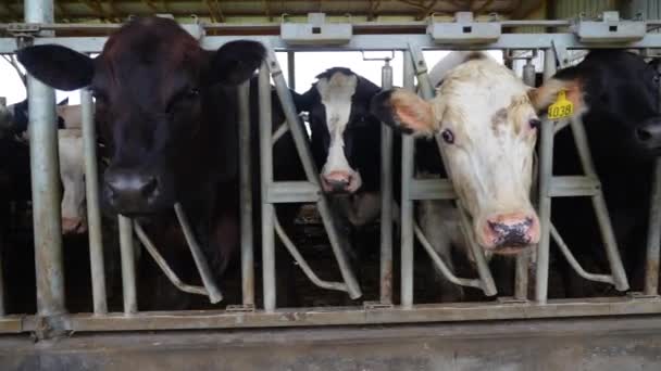 在圈养的奶牛中卡车上的低射击 荷尔斯泰因母牛在拥挤肮脏的谷仓里有标签的牛肉类和奶制品业 — 图库视频影像