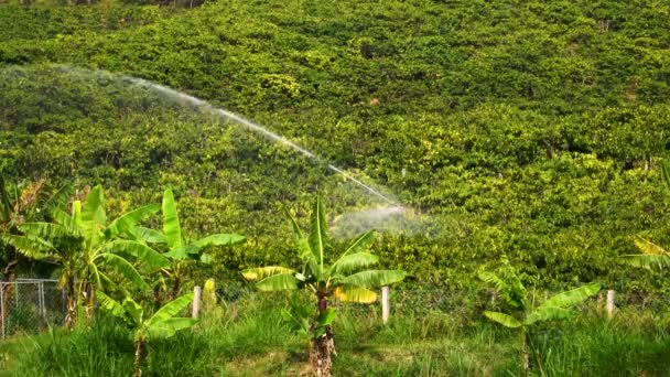 Vista Estática Jato Irrigação Campo Café Bananeiras Vietname — Vídeo de Stock