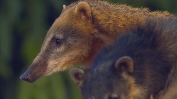 Skupina Roztomilé Coati Hrát Amazonském Deštném Pralese Izolované Zblízka — Stock video