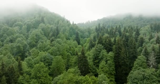 Floresta Verde Conífera Coberta Com Névoa Perto Bakuriani Geórgia Antena — Vídeo de Stock