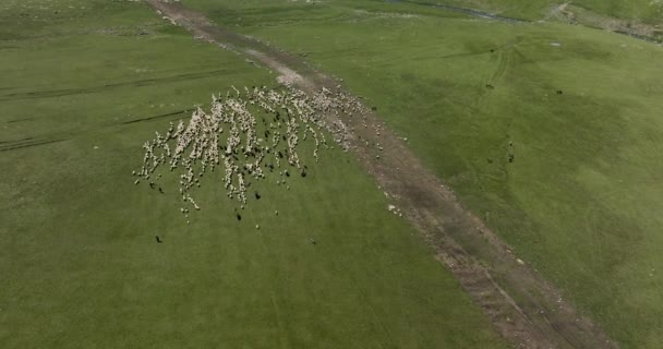 Flock Sheep Walking Grassland Meadow Ktsia Tabatskuri Managed Reserve Georgia — стокове відео