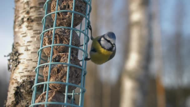Closeup View Small Eurasian Blue Tit Bird Holding Garden Feeder — Stockvideo
