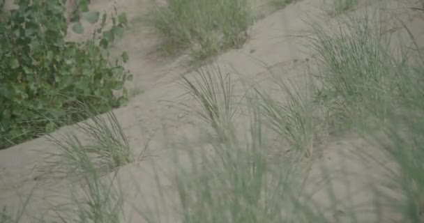 Närbild Dag Exteriör Sand Sanddyn Gräs Som Flyter Vinden — Stockvideo