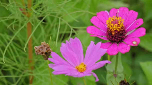 Zinnia Çiçeklerini Yakından Çek Pembe Mor Güzel Yapraklı — Stok video