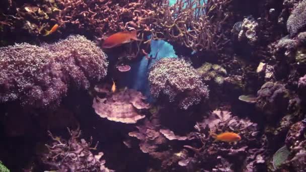 Filmmaterial Von Exotischen Fischen Und Korallen Aquarium Auf Malta Island — Stockvideo