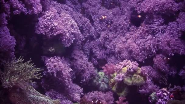 Malta Daki Malta Adası Ndaki Akvaryumdaki Egzotik Balık Mercanların Görüntüsü — Stok video