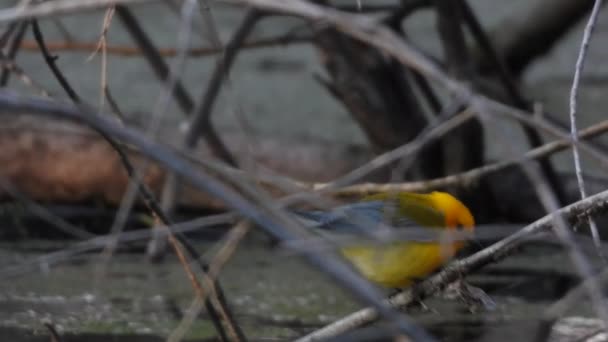 Prothonotary Warbler Perching Slender Branch Tree Point Pelee National Park — Videoclip de stoc