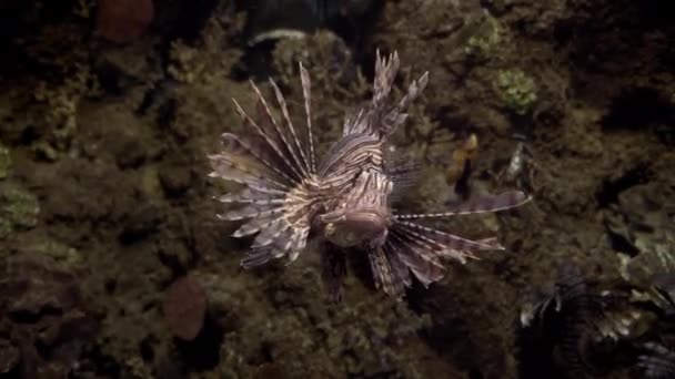 马耳他岛上水族馆外来鱼类和珊瑚的4K段录像 — 图库视频影像