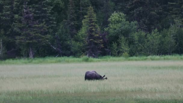Αλάσκας Moose Περπάτημα Και Βόσκηση Στην Grassland Του Anchorage Αλάσκα — Αρχείο Βίντεο