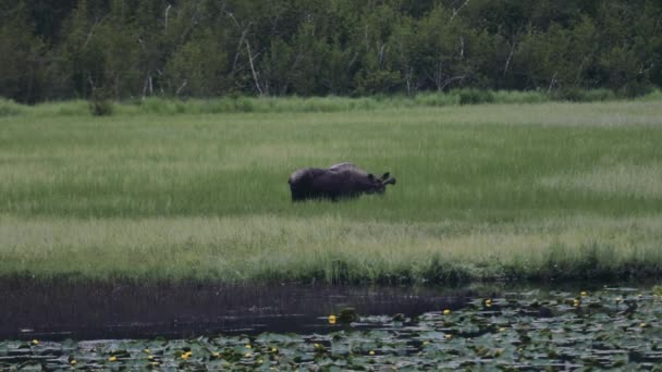 Lone Moose Nourrir Herbe Sur Terrain Large — Video