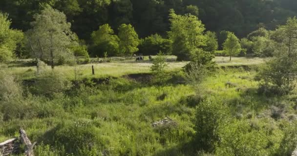 Gujaretistskali River Cows Grazing Field Green Grass Daba Georgia Aerial — Stock Video