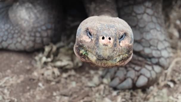 Közelkép Óriás Galapagos Teknősökről Forduló Fej Charles Darwin Kutatóállomáson Santa — Stock videók