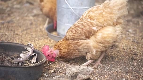 Primer Plano Pollo Marrón Alimentándose Suelo Una Granja Avícola Cámara — Vídeo de stock