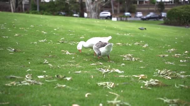 Dos Gansos Domésticos Alimentándose Hierba Parque Amplia Cámara Lenta — Vídeo de stock