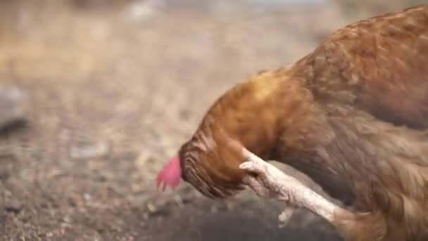 Lohmann Brown Chicken Scratches Head Foot Mientras Alimenta Suelo Una — Vídeos de Stock