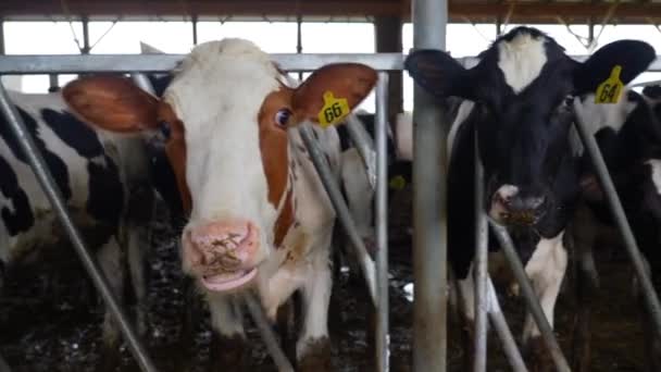 納屋でのタグ付き牛のトラックショット 汚れて混雑した納屋で非人道的な酪農作業 動物権のテーマ — ストック動画