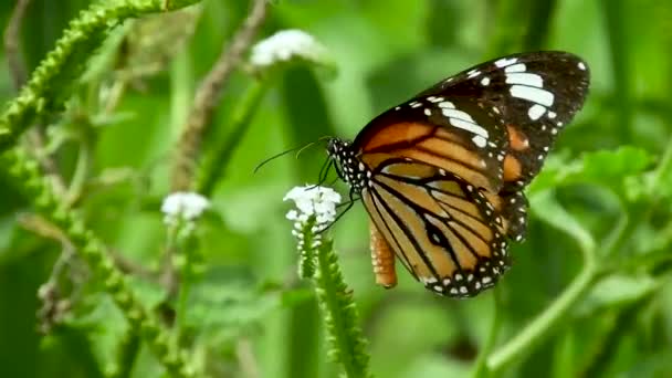 Farfalla Bere Succhiare Succhia Mangiare Miele Nettare Fiore Bianco Arancio — Video Stock