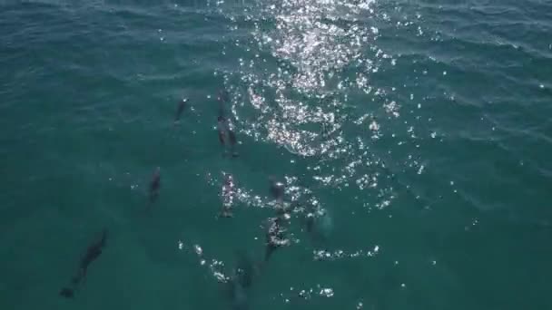 Delfines Nariz Botella Nadando Las Brillantes Aguas Del Mar Azul — Vídeos de Stock