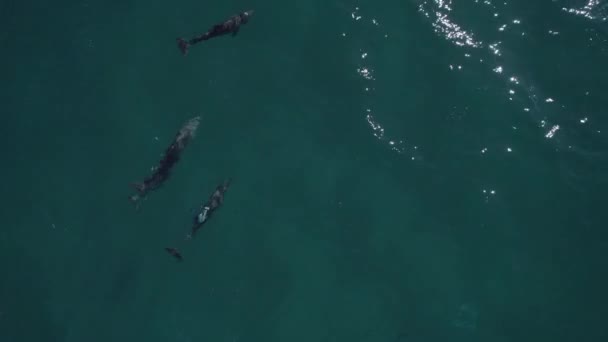 Dolfijnen Met Tuimelaars Hadden Een Plastic Zak Aan Hun Rugvin — Stockvideo