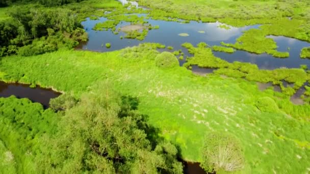 Area Naturale Protetta Con Specie Uccelli Estinzione Ecosistema Ricco Biodiversità — Video Stock