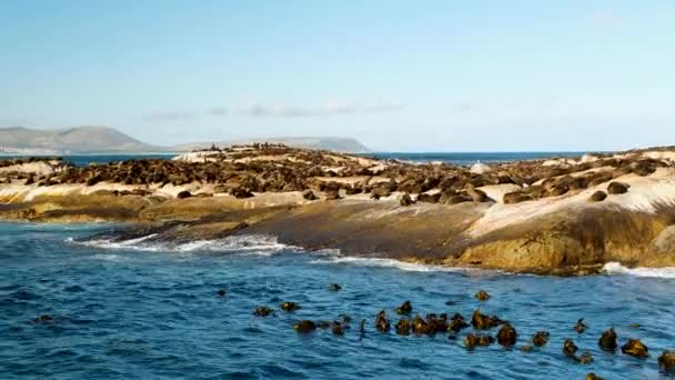 Miles Focas Del Cabo Tomando Sol Islote Rocoso — Vídeos de Stock