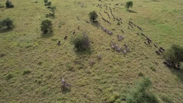 Wildebeest Zebra Migráció Serengetiből Maasai Marába — Stock videók