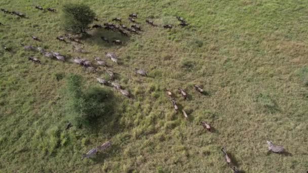 Zebrák Wildebeest Migráció Szerengetiben Tanzánia — Stock videók