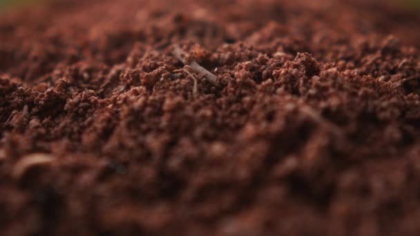 Formigas Colônia Formigueiro Ninho Perto Solo Vermelho Inseto Trabalhando Juntos — Vídeo de Stock