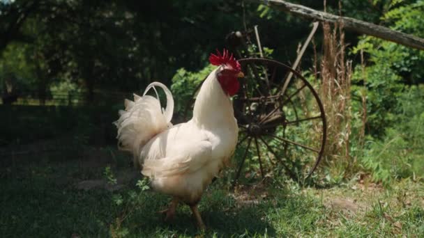 Белый Петух Закрывает Замедленную Съёмку Деревенской Ферме — стоковое видео