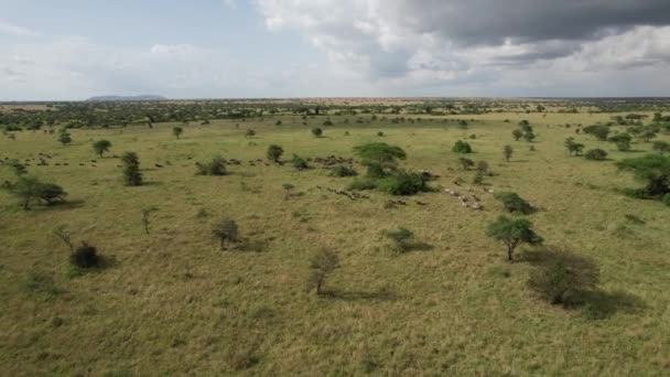 Zebra Wildebeest Emigrują Serengeti Maasai Mara — Wideo stockowe