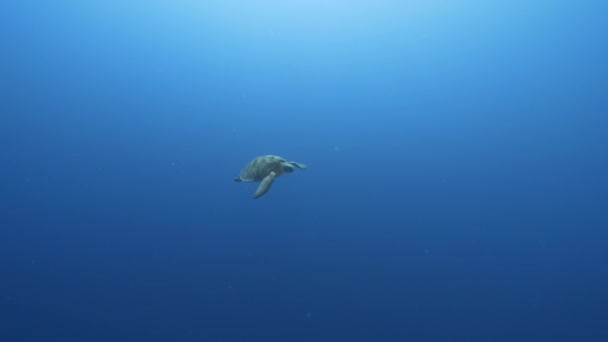 Зелена Морська Черепаха Плаває Блакитному Кристалі Чистої Води Мирному Океані — стокове відео