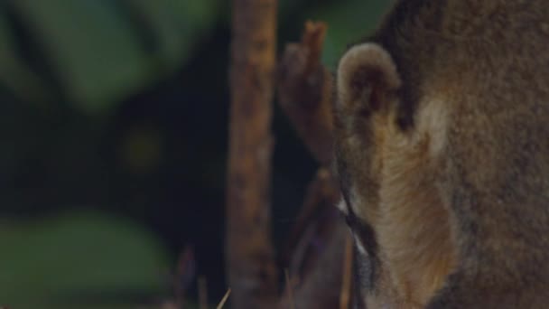 Coati Family Foraging Food Amazon Rainforest Close — Stock Video