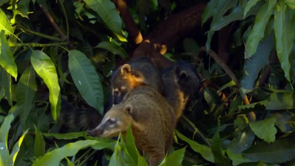 Groupe Curieux Coati Dans Cime Des Arbres Forêt Amazonienne — Video