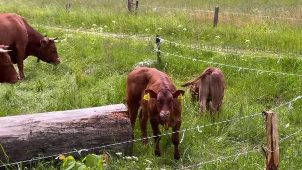 大きな腐ったログによって牧草地で茶色の牛の群れ放牧緑の草 — ストック動画