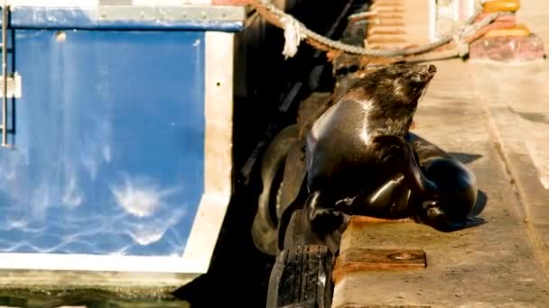 Cape Γούνα Σφραγίδα Στην Προβλήτα Basking Στον Ήλιο Χαλαρό Γρατσουνιές — Αρχείο Βίντεο