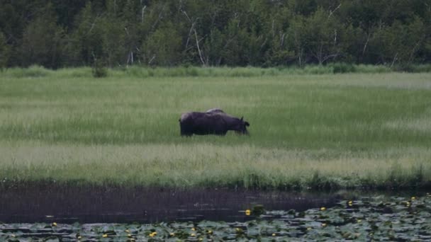 Alaska Moose Nourrissant Sur Terrain Avec Herbe Verte Fraîche Large — Video